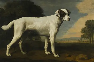 Viscount Gormanston's White Dog George Stubbs